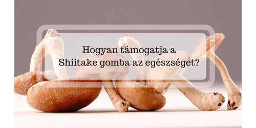 Shiitake gombával az immunrendszer egészségéért