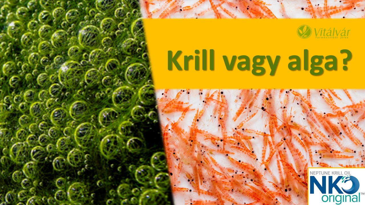 Krill olaj vs Alga